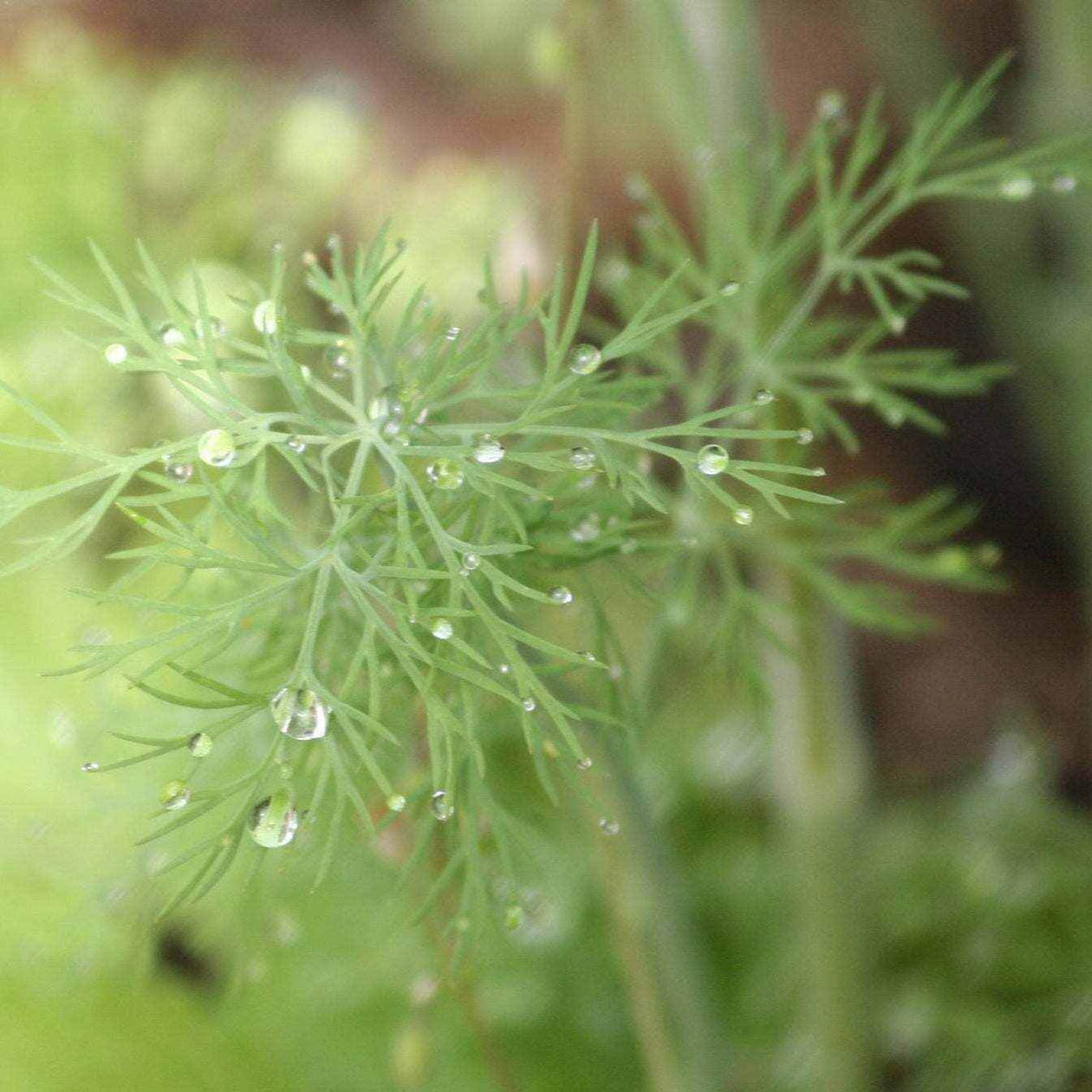 Elm Tree Seeds - Ornamental Tree Plant Seeds for Home Gardens