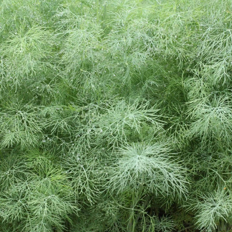 Ella Dill Seeds - Heirloom Herbal Plant for Home Gardens