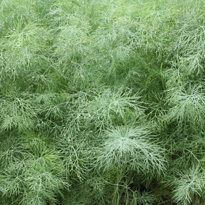 Ella Dill Seeds - Heirloom Herbal Plant for Home Gardens