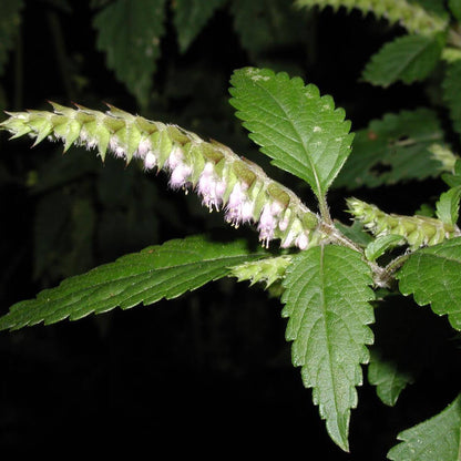 Elsholtzia Ciliata Seeds - Herbal Plant