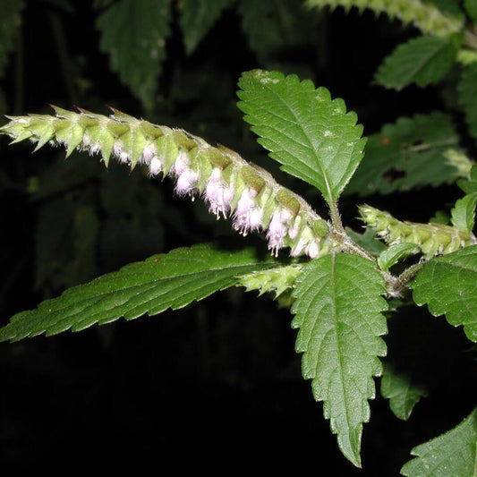 Elsholtzia Ciliata Seeds - Herbal Plant