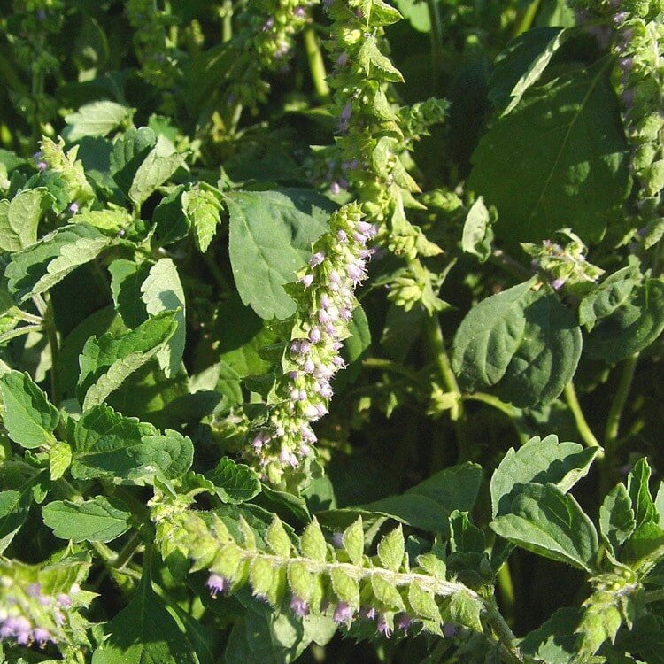 Elsholtzia Ciliata Seeds - Herbal Plant