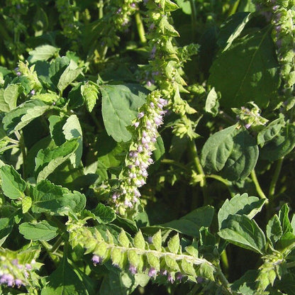 Elsholtzia Ciliata Seeds - Herbal Plant