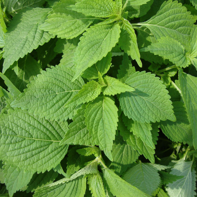 Elsholtzia Ciliata Seeds - Herbal Plant