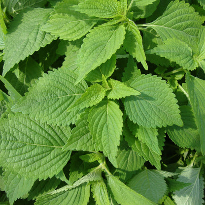 Elsholtzia Ciliata Seeds - Herbal Plant