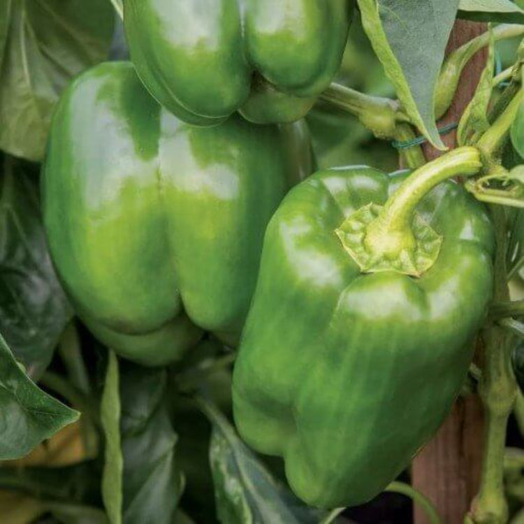 Emerald Giant Pepper Seeds - Heirloom Vegetable Plant for Home Gardens