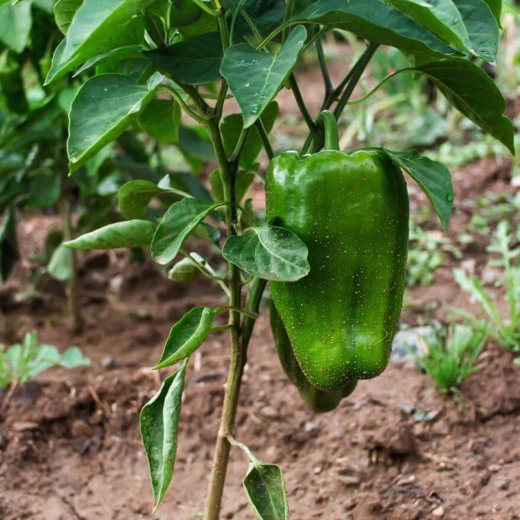 Emerald Giant Pepper Seeds - Heirloom Vegetable Plant for Home Gardens