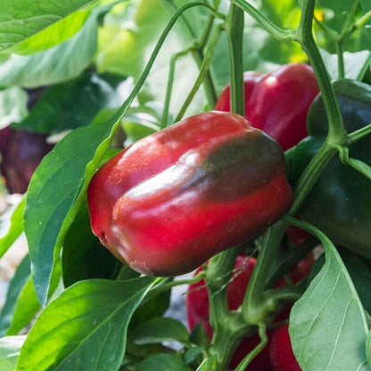 Emerald Giant Pepper Seeds - Heirloom Vegetable Plant for Home Gardens