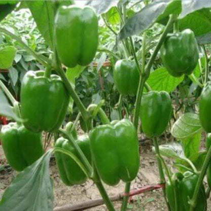 Emerald Giant Pepper Seeds - Heirloom Vegetable Plant for Home Gardens