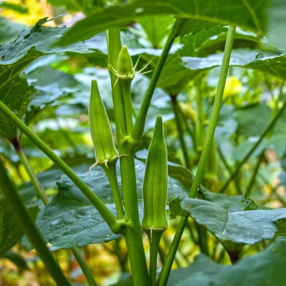 Emerald Okra Seeds