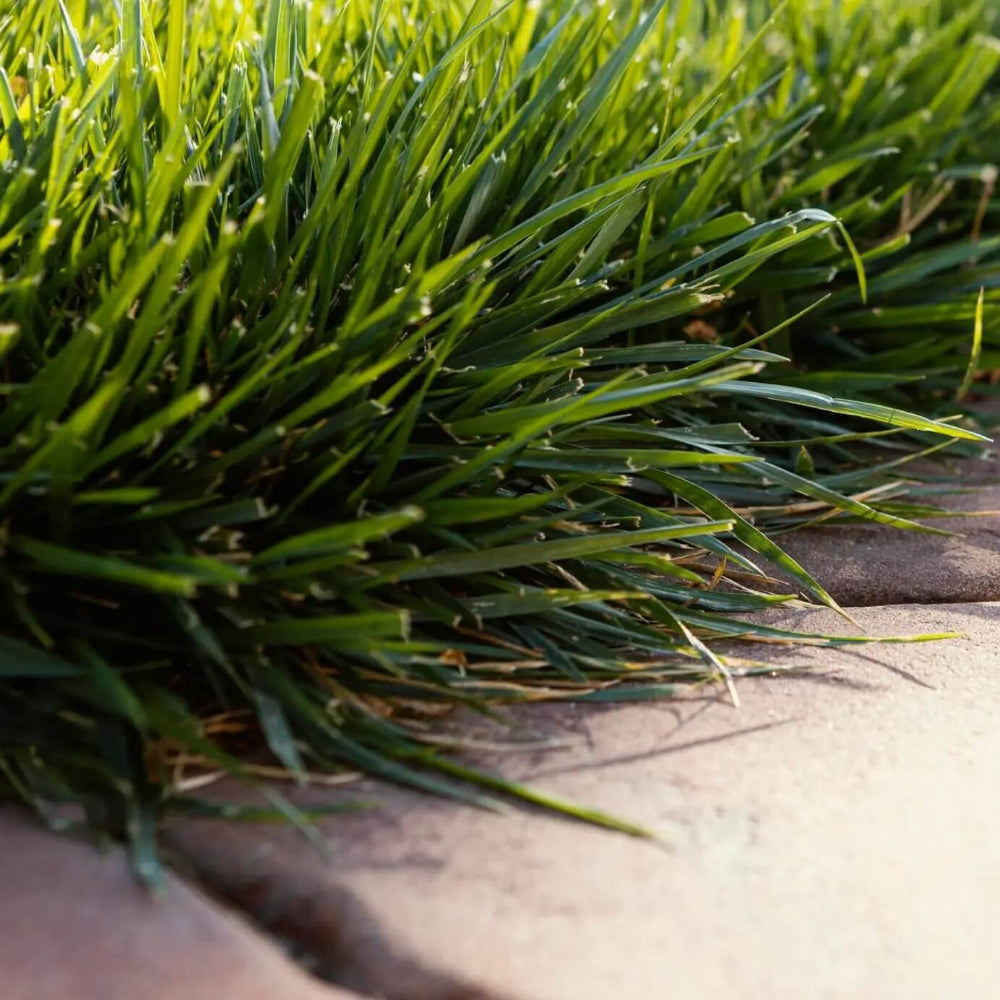 Emerald Zoysia Grass Seeds 