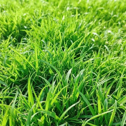 Emerald Zoysia Grass Seeds 