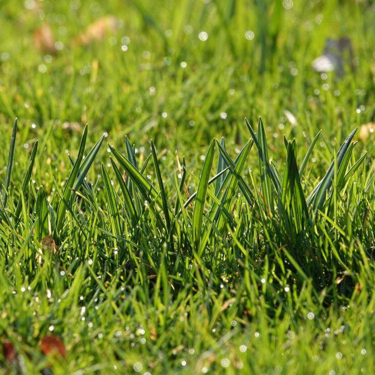 Emerald Zoysia Grass Seeds 