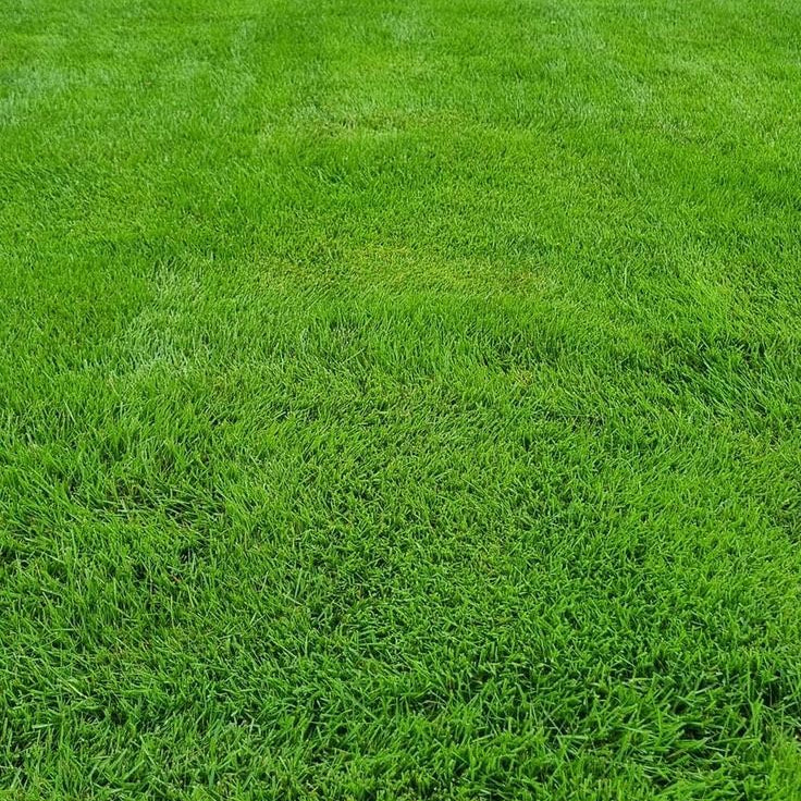 Emerald Zoysia Grass Seeds 