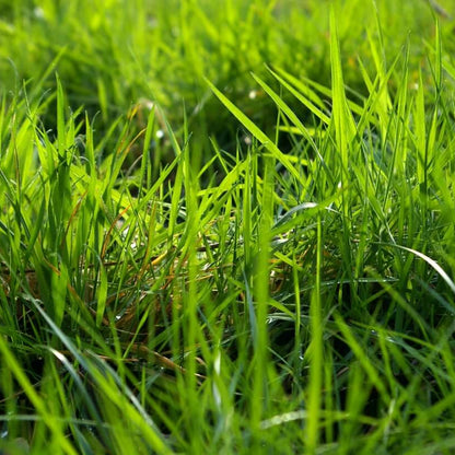 Emerald Zoysia Seeds 