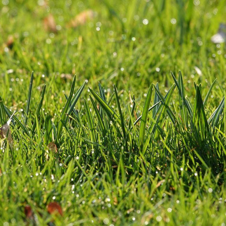 Emerald Zoysia Seeds 