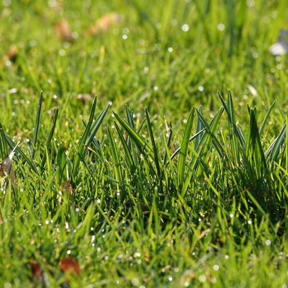 Emerald Zoysia Seeds 