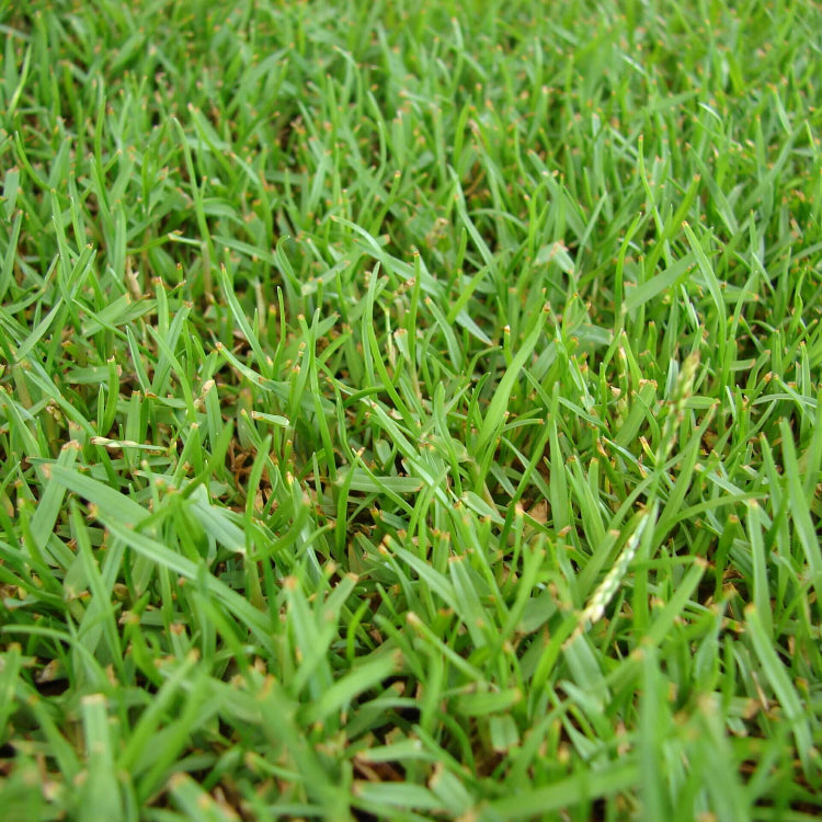 Emerald Zoysia Seeds 