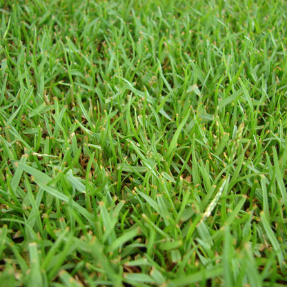 Emerald Zoysia Seeds 