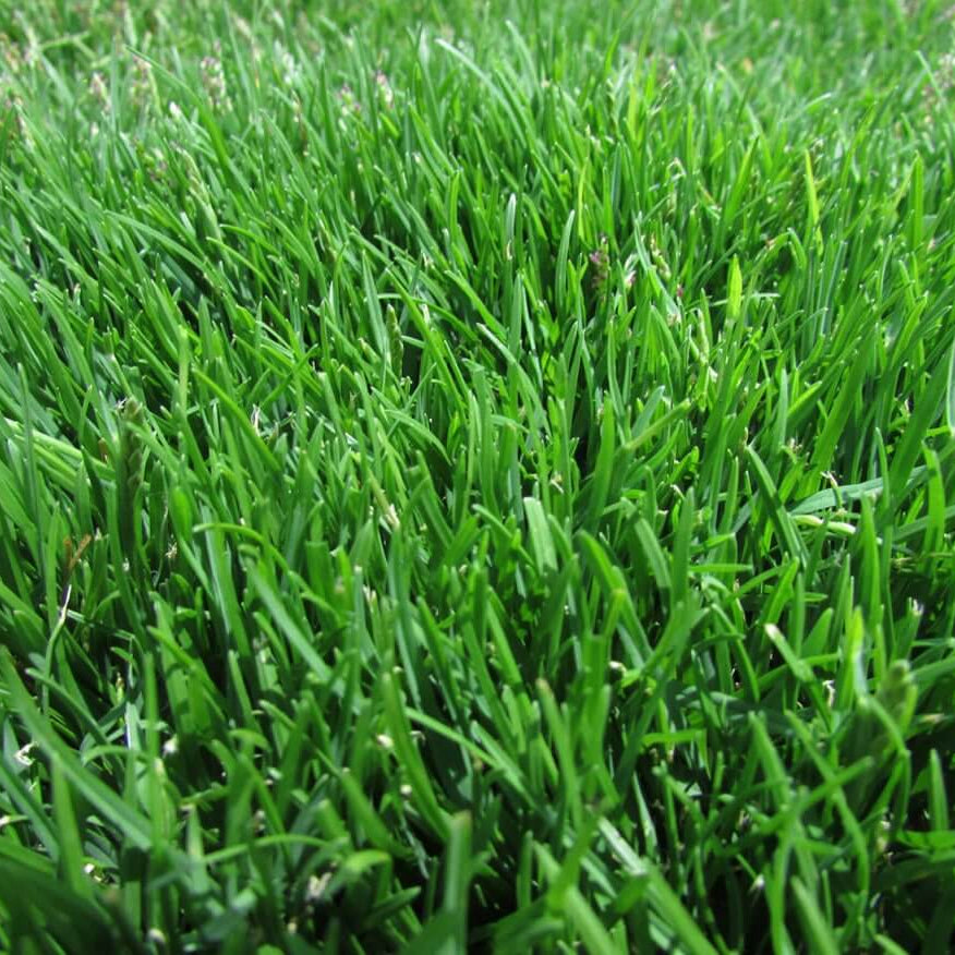 Emerald Zoysia Seeds 