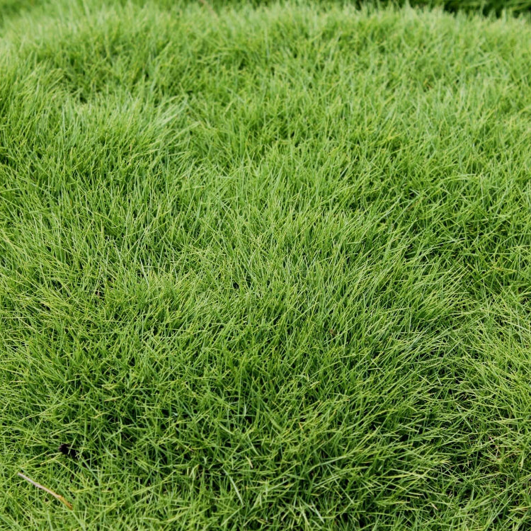Emerald Zoysia Seeds 