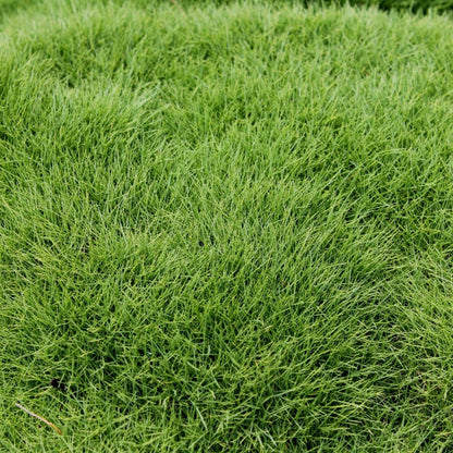 Emerald Zoysia Seeds 