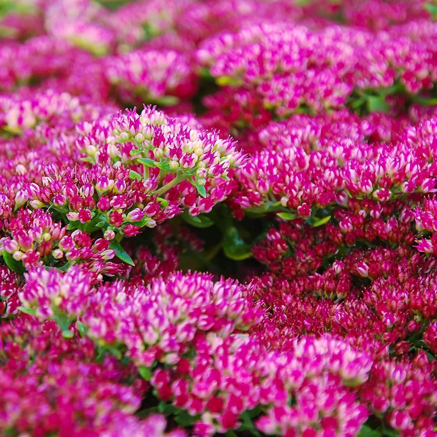 Emperorâ€™s Wave Sedum Seeds 