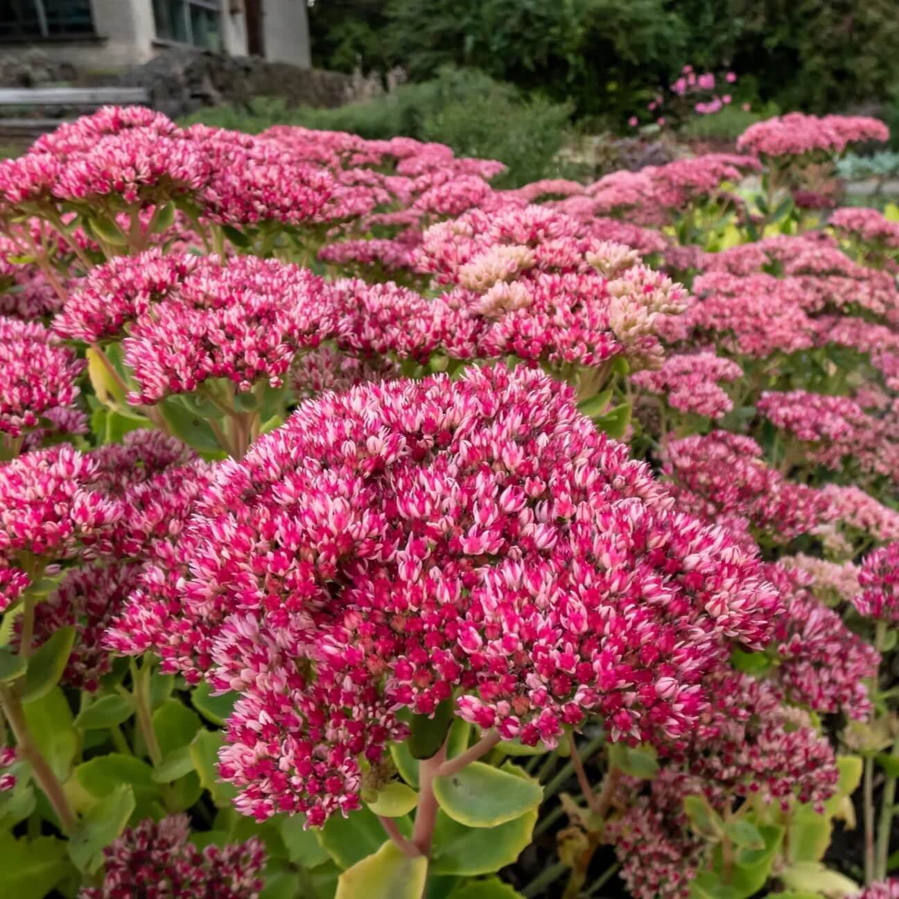 Emperorâ€™s Wave Sedum Seeds 