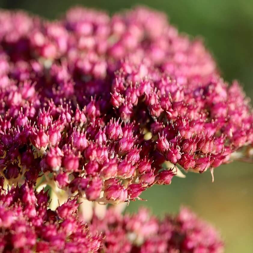 Emperorâ€™s Wave Sedum Seeds 