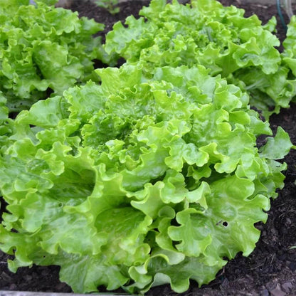 Empire Seeds - Herbal Plant for Home Gardens