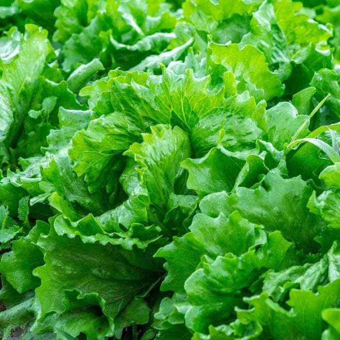 Empire Seeds - Herbal Plant for Home Gardens