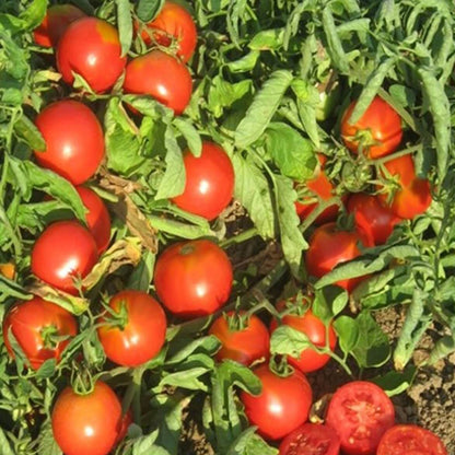 Empire Tomato Seeds - Heirloom Vegetable Plant for Home Gardens