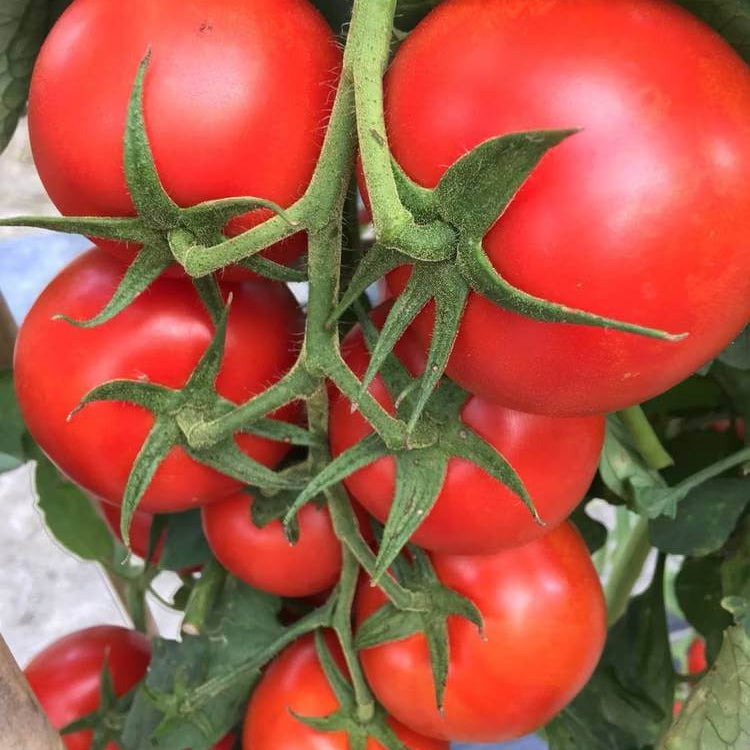 Empire Tomato Seeds - Heirloom Vegetable Plant for Home Gardens