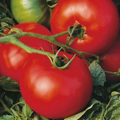 Empire Tomato Seeds - Heirloom Vegetable Plant for Home Gardens