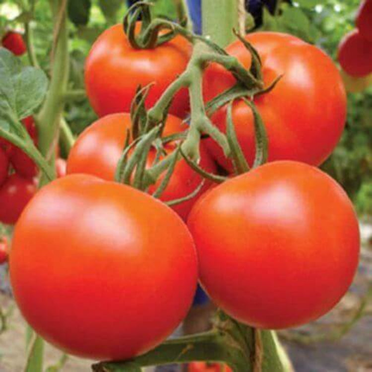 Empire Tomato Seeds - Heirloom Vegetable Plant for Home Gardens