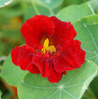 Empress Of India Nasturtium Seeds - Flower Plant