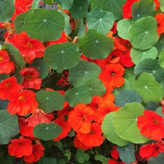 Empress Of India Nasturtium Seeds - Flower Plant