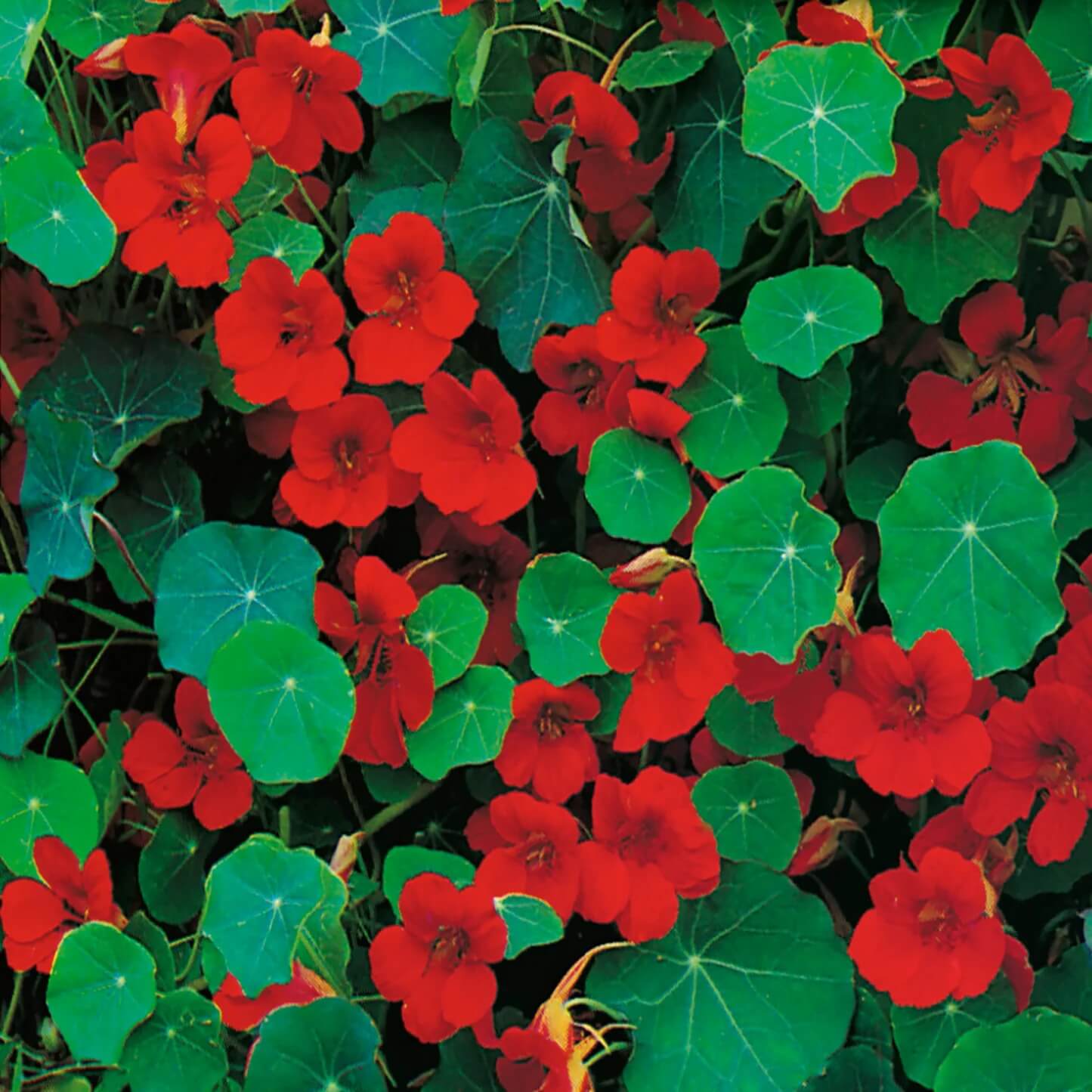 Empress Of India Nasturtium Seeds - Flower Plant