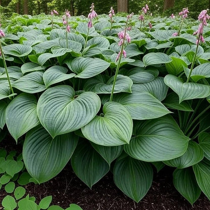 Empress Wu Hosta Seeds 