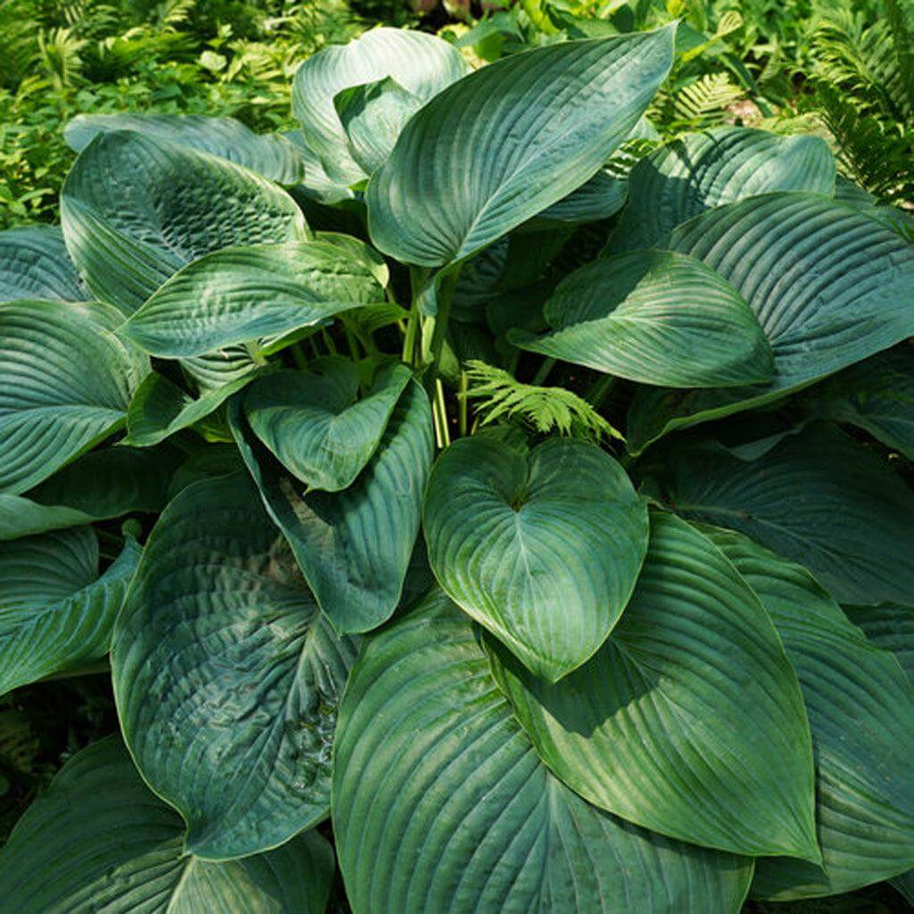 Empress Wu Hosta Seeds 