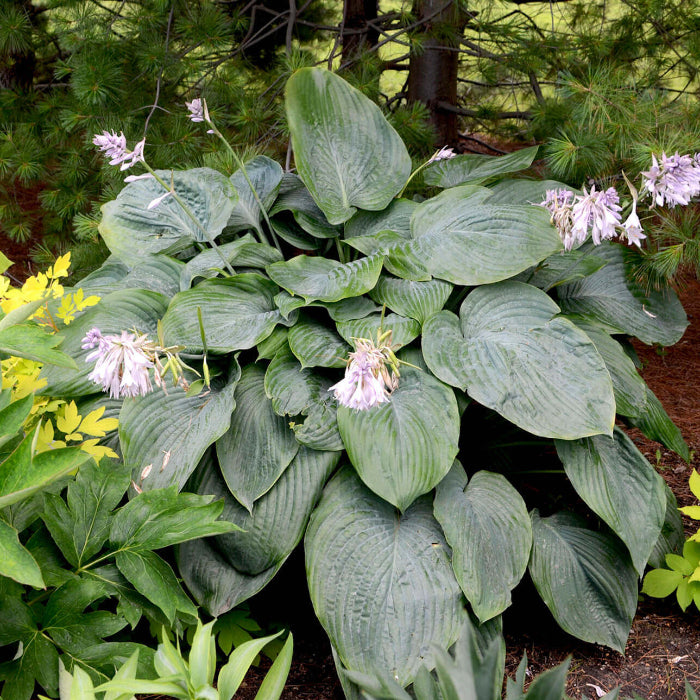 Empress Wu Hosta Seeds 