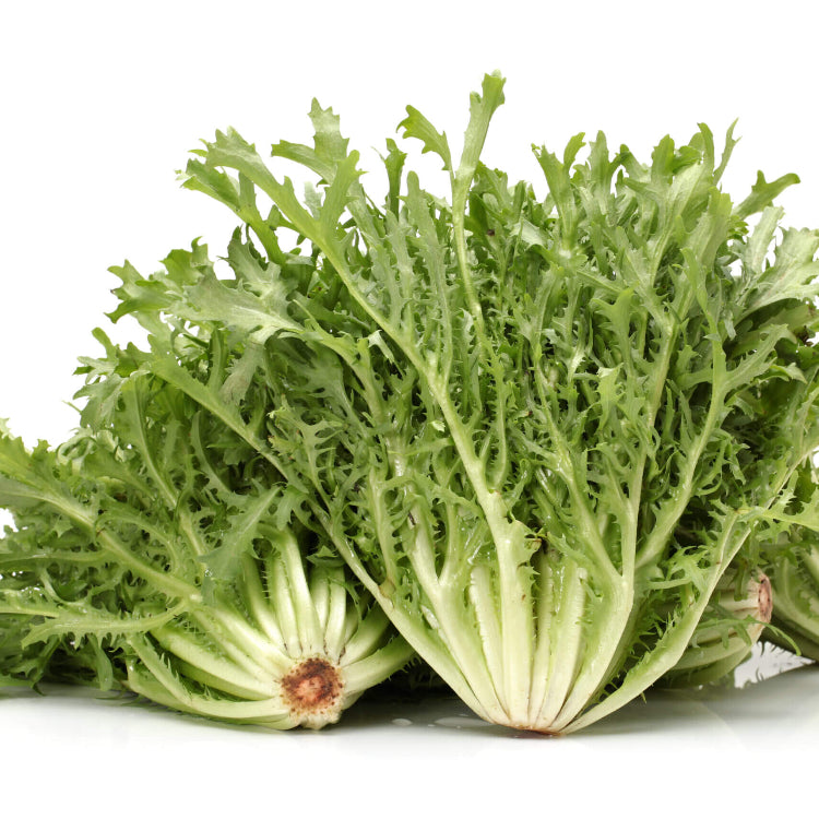 Endive Seeds - Vegetable Plant