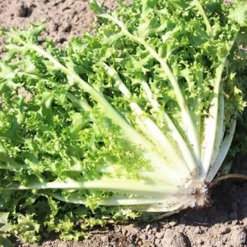 Endive Seeds - Vegetable Plant