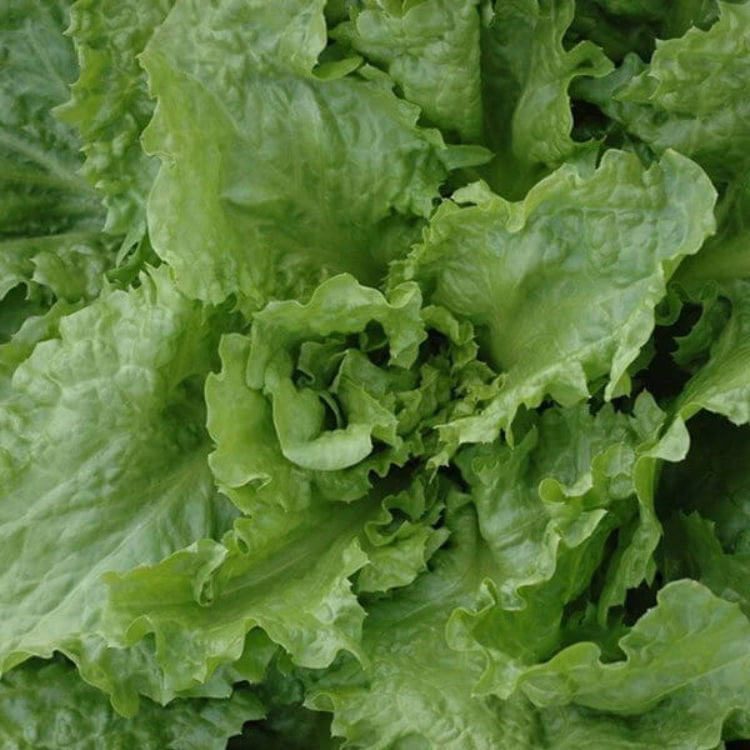 Endive Seeds for Sale - Heirloom Vegetaable Plant for Home Gardens