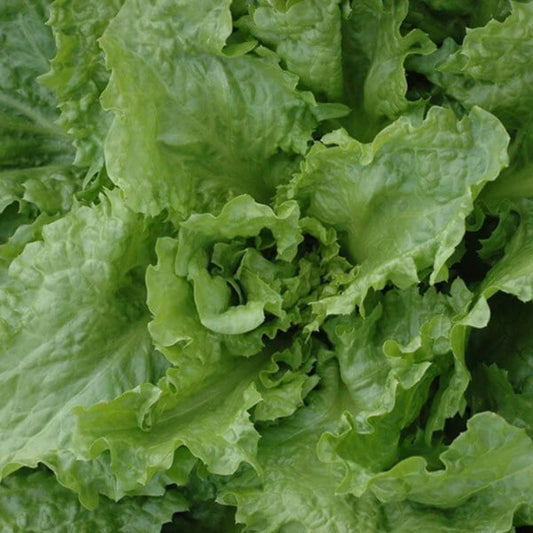 Endive Seeds for Sale - Heirloom Vegetaable Plant for Home Gardens