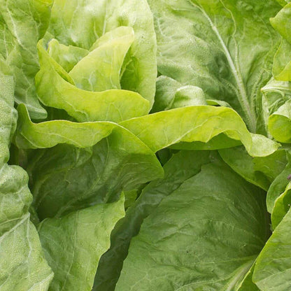 Endive Seeds for Sale - Heirloom Vegetaable Plant for Home Gardens