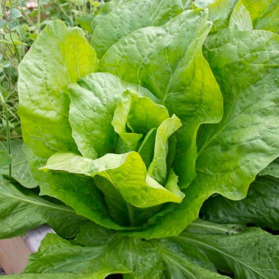 Endive Seeds for Sale - Heirloom Vegetaable Plant for Home Gardens