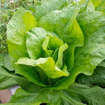 Endive Seeds for Sale - Heirloom Vegetaable Plant for Home Gardens