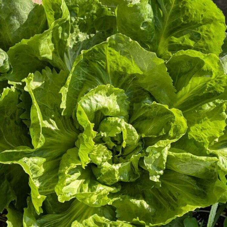 Endive Seeds for Sale - Heirloom Vegetaable Plant for Home Gardens