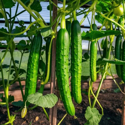 English Cucumber Seeds